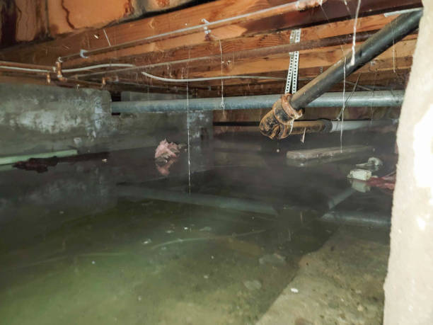 Best Mold removal after water damage  in Avon, OH